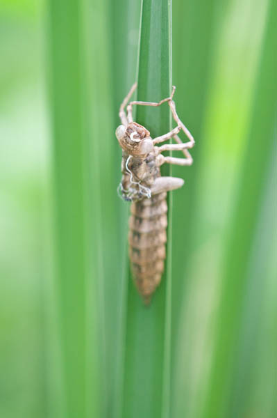 Gartengestaltung Fachmann